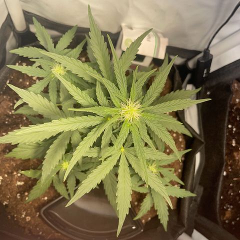 Quick One Auto - Royal Queen seeds  growlog timeline photo