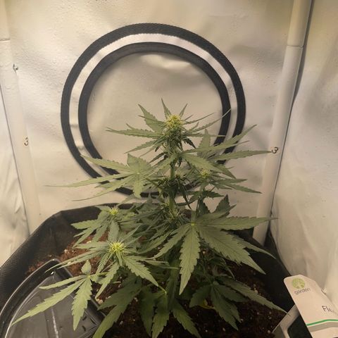 Quick One Auto - Royal Queen seeds  growlog timeline photo