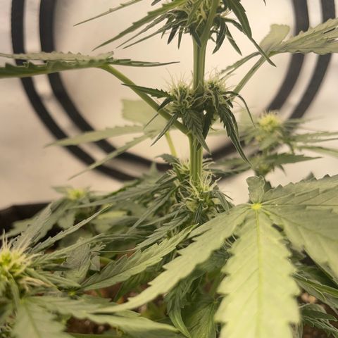 Quick One Auto - Royal Queen seeds  growlog timeline photo