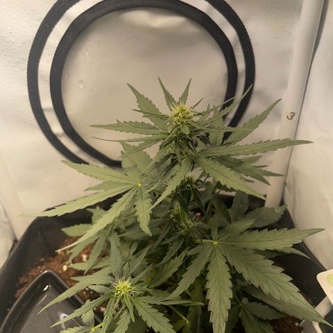 Quick One Auto - Royal Queen seeds  growlog timeline photo