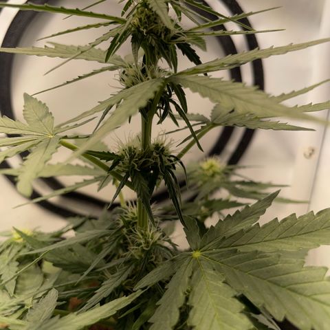 Quick One Auto - Royal Queen seeds  growlog timeline photo