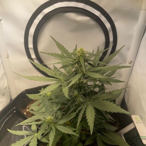 Quick One Auto - Royal Queen seeds  growlog timeline photo