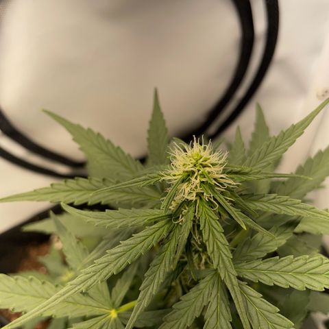 Quick One Auto - Royal Queen seeds  growlog timeline photo