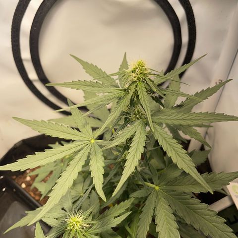 Quick One Auto - Royal Queen seeds  growlog timeline photo