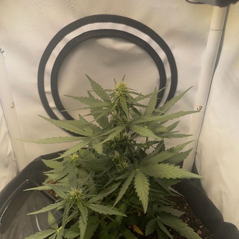 Quick One Auto - Royal Queen seeds  growlog timeline photo