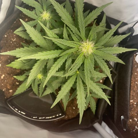 Quick One Auto - Royal Queen seeds  growlog timeline photo