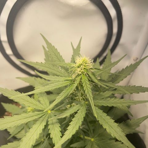 Quick One Auto - Royal Queen seeds  growlog timeline photo