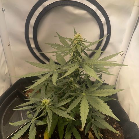 Quick One Auto - Royal Queen seeds  growlog timeline photo