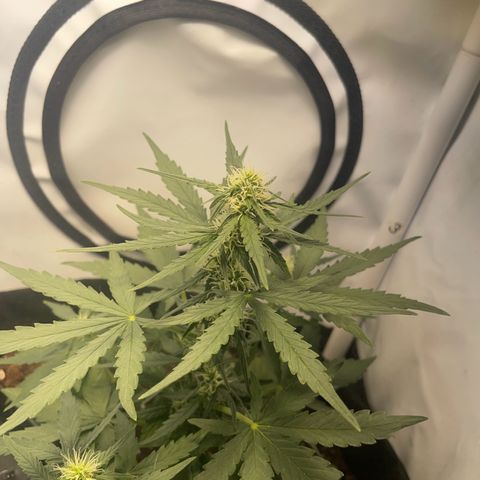 Quick One Auto - Royal Queen seeds  growlog timeline photo