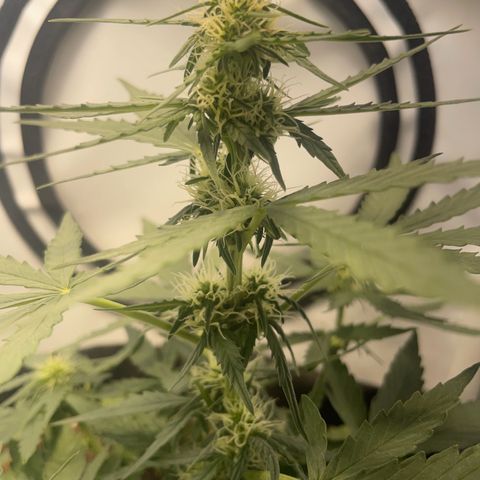 Quick One Auto - Royal Queen seeds  growlog timeline photo