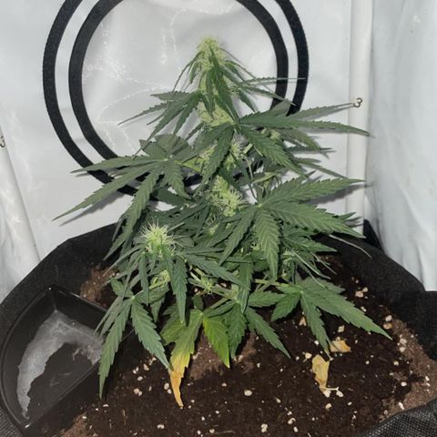 Quick One Auto - Royal Queen seeds  growlog photo: werde morgen wieder bessere Bilder hochladen.