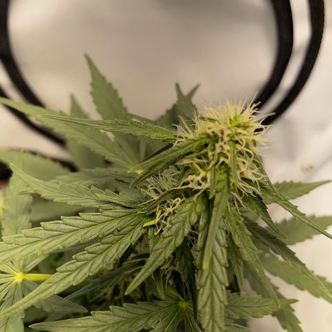 Quick One Auto - Royal Queen seeds  growlog timeline photo