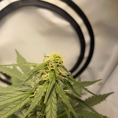 Quick One Auto - Royal Queen seeds  growlog timeline photo