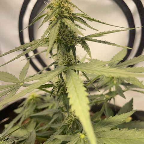 Quick One Auto - Royal Queen seeds  growlog timeline photo