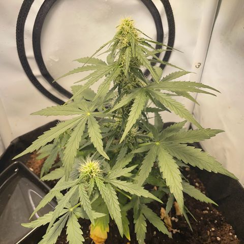 Quick One Auto - Royal Queen seeds  growlog timeline photo