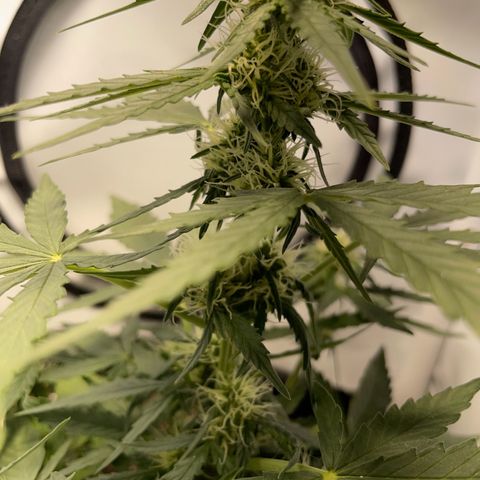 Quick One Auto - Royal Queen seeds  growlog timeline photo