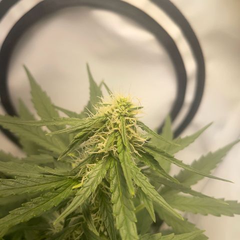 Quick One Auto - Royal Queen seeds  growlog timeline photo