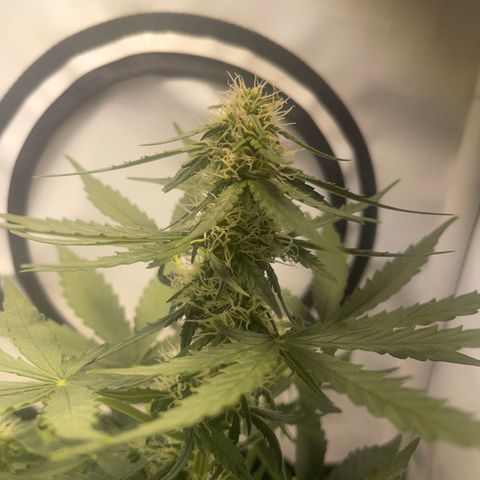 Quick One Auto - Royal Queen seeds  growlog timeline photo