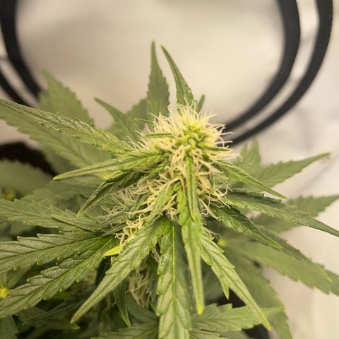 Quick One Auto - Royal Queen seeds  growlog timeline photo