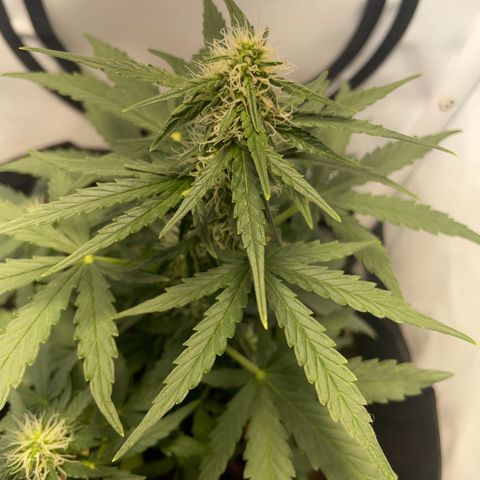 Quick One Auto - Royal Queen seeds  growlog timeline photo