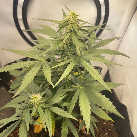 Quick One Auto - Royal Queen seeds  growlog timeline photo