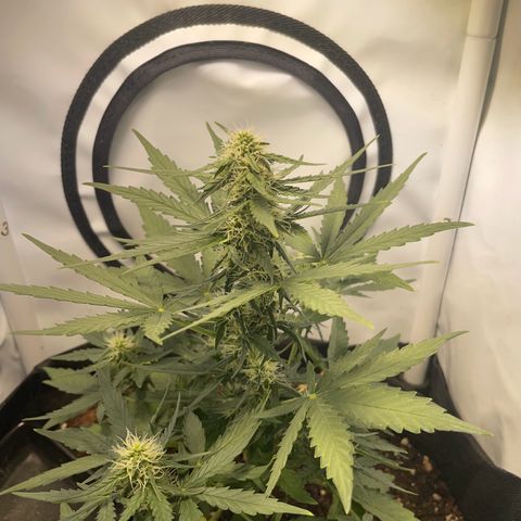 Quick One Auto - Royal Queen seeds  growlog timeline photo
