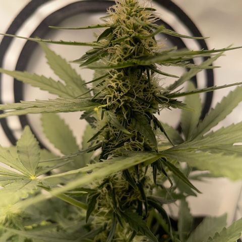 Quick One Auto - Royal Queen seeds  growlog timeline photo