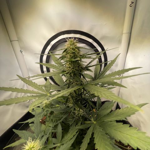 Quick One Auto - Royal Queen seeds  growlog timeline photo