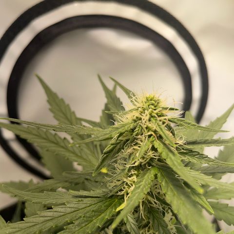 Quick One Auto - Royal Queen seeds  growlog timeline photo