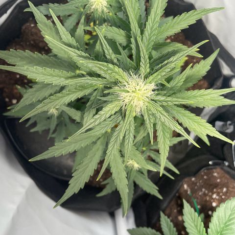 Quick One Auto - Royal Queen seeds  growlog timeline photo