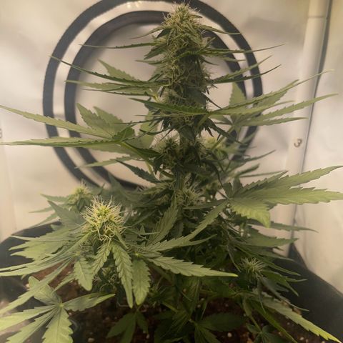 Quick One Auto - Royal Queen seeds  growlog timeline photo