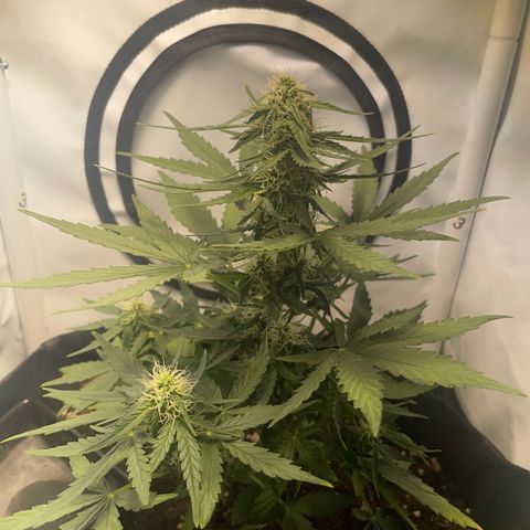 Quick One Auto - Royal Queen seeds  growlog timeline photo