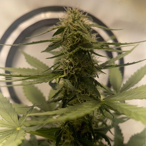 Quick One Auto - Royal Queen seeds  growlog timeline photo