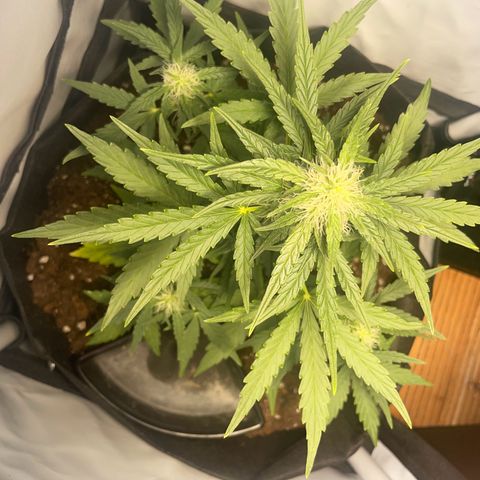 Quick One Auto - Royal Queen seeds  growlog timeline photo