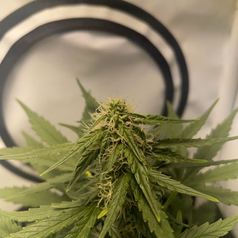 Quick One Auto - Royal Queen seeds  growlog timeline photo
