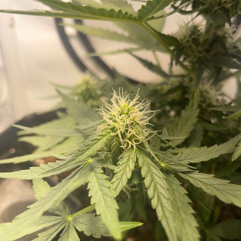 Quick One Auto - Royal Queen seeds  growlog timeline photo