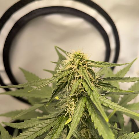 Quick One Auto - Royal Queen seeds  growlog timeline photo