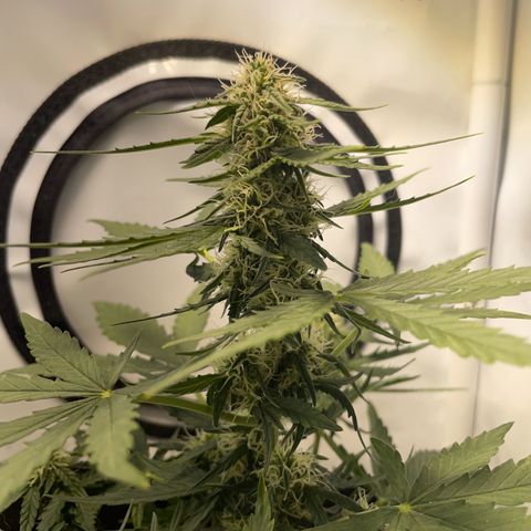 Quick One Auto - Royal Queen seeds  growlog timeline photo
