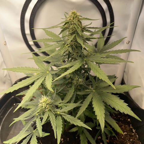 Quick One Auto - Royal Queen seeds  growlog timeline photo
