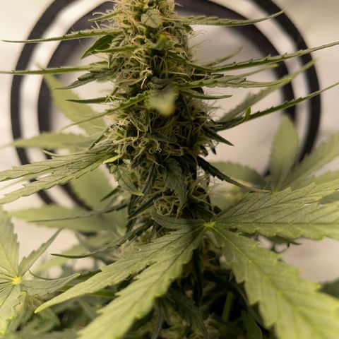Quick One Auto - Royal Queen seeds  growlog timeline photo