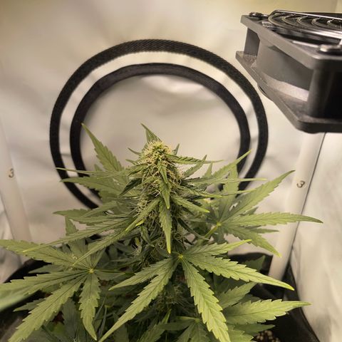 Quick One Auto - Royal Queen seeds  growlog timeline photo