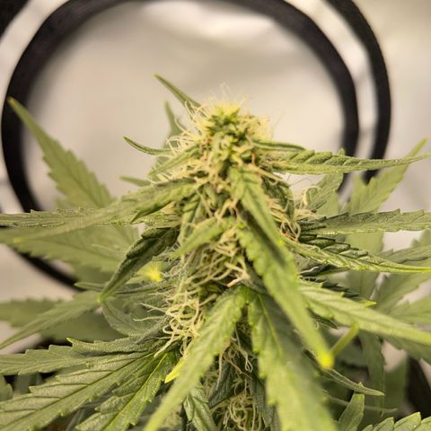 Quick One Auto - Royal Queen seeds  growlog timeline photo