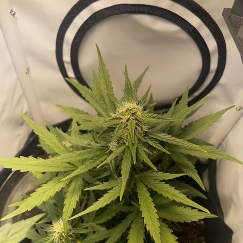 Quick One Auto - Royal Queen seeds  growlog timeline photo