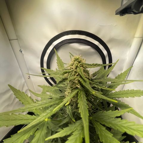 Quick One Auto - Royal Queen seeds  growlog timeline photo