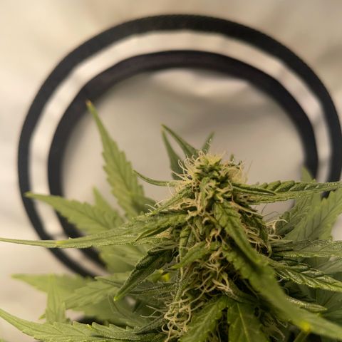 Quick One Auto - Royal Queen seeds  growlog timeline photo