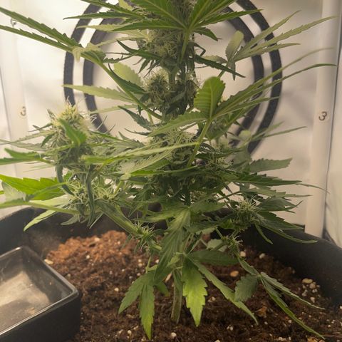 Quick One Auto - Royal Queen seeds  growlog timeline photo