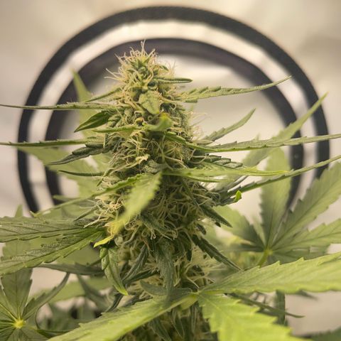 Quick One Auto - Royal Queen seeds  growlog timeline photo