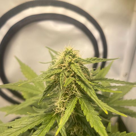 Quick One Auto - Royal Queen seeds  growlog photo: Blätter werden hellgrün Richtung gelb 