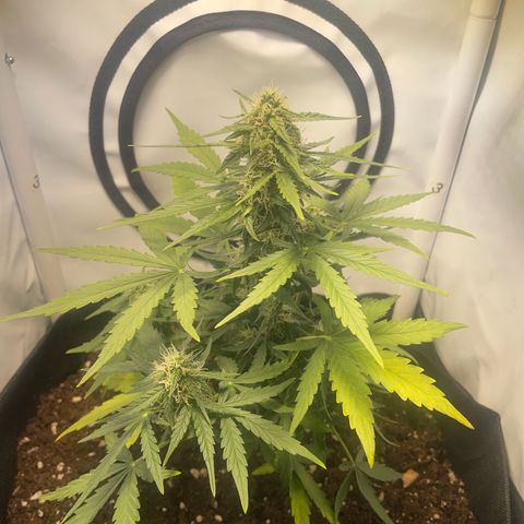 Quick One Auto - Royal Queen seeds  growlog photo: Blätter werden hellgrün Richtung gelb 