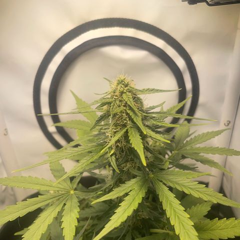 Quick One Auto - Royal Queen seeds  growlog photo: Blätter werden hellgrün Richtung gelb 